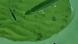 以为陷阱在前方，没想到在上方