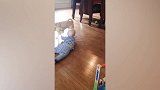 萌娃手里拽着毛绒玩具，狗狗咬着毛绒玩具，小主人被拖着走