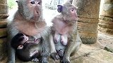 吴哥窟的猴子们，不是圈养的猴子