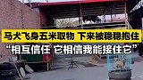 马犬飞身五米取物，下来被稳稳抱住