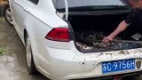 男子钓了很多鱼 后备箱都装满了，网友：这种快乐只有钓友才能懂钓鱼人 钓鱼高手 这是高手