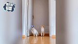 猫咪也是“跳高小健将”：请给我安排一场运动会！