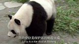 两情相悦的爱情好难得，饲养员表示，这两只熊猫相亲相爱