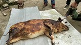 贵州农村杀猪过年，要6个人才能弄好，看完都羡慕了
