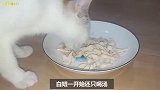 养了3只流浪猫：三花文静挑食，橘猫热情会表达，狸花调皮爱捣蛋