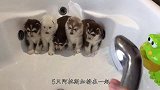 宠主给5只阿拉斯加洗澡，下一秒，主人差点笑背气