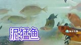 各种海鲜组成的海水缸，养眼！
