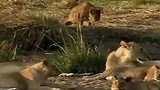 小狮子拖着残缺的身躯拼命的跟着狮群，从来不曾放弃！