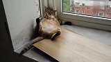 猫咪：只有真正的胖子才敢用这种姿势睡觉，羡慕去吧