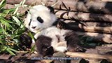 超萌的小熊猫，这只小BABY叫做结滨