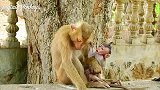 猴哥米洛迪想抛弃宝宝，小猴子死命不放手，惨遭虐待