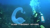 在海里潜水的小哥，发现一大条白色不明物体，难道是传说中的海怪