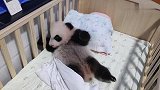 大熊猫：宝贝睡醒起床了，一起来就踢被子