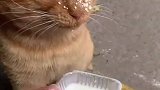流浪猫喝奶的迷惑行为，能不能给一个挡泥板