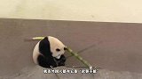 国宝熊猫在国外无法无天，饲养员都没办法，镜头拍下搞笑过程