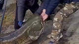 战斗民族的野外重钓2