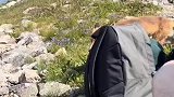 上山偶遇小狐狸一路尾随回家，熟悉后，本性逐渐暴露