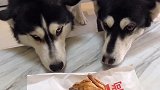 家有萌宠过大年