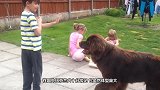 4岁小孩带着纽芬兰犬去散步，像带着一个保镖，谁敢近身