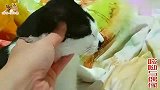 双胞胎小奶猫天天上演武打片，老大戏精上身，这表演绝对值个影后