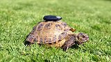 可爱！英国小乌龟频频“离家出走”，主人无奈用GPS监控
