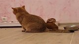 猫咪：麻麻放开我！！！我已经不是小奶猫了！