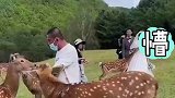 大哥喂鹿被踢，试图讲道理