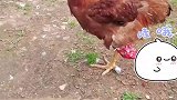 家里鸡一只腿断了