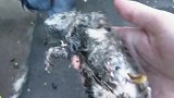暴雨过后，小猫咪在地上奄奄一息，路上人好心将它救下来！