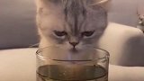 猫咪偷喝主人的水被发现，假装没被发现，淡定的守着杯子一动不动