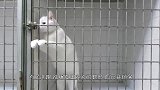 男子在自家后院，发现一个怪洞，里面藏着失踪多年的宠物龟！