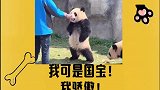 注意了，敲黑板！我可是国宝！！