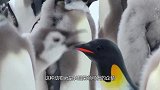 为什么成群企鹅下水前会把第一只企鹅踢下水？简直太聪明了！