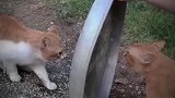 回合制的猫咪吵架，必须点到为止！