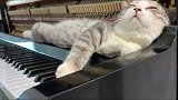 小猫一手托腮，听着铲屎官弹钢琴，太惬意了