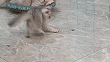 这么可爱的小猫咪