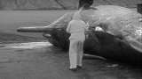 “一鲸爆，万物死”，鲸爆的威力到底有多可怕？