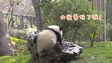 今天我梅肉肉就要征服这座小山