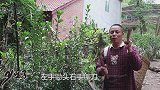 一窝红薯足有十五六斤，今年收成好，四娃做滑肉的红薯粉有着落了