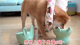 只要小柴犬健康，喝多少水都没关系，脏水除外