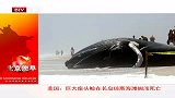 美国巨鲸搁浅海滩 无力返海-6月12日