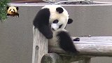 熊猫宝宝今天就想懒洋洋地躺着，粉丝：这已经够萌了！