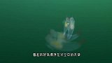 俄罗斯潜水员潜水时，在水下拍到“裸海蝶”，挥动透明翅膀似天使