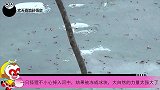 一只狐狸不小心掉入河中，结果被冻成冰块，大自然的力量太强大了