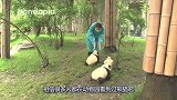 饲养员鼓励小熊猫走路，熊猫模样萌翻了，饲养员这个工作太幸福了