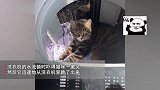 猫咪躲洗衣机挑衅主人，铲屎官淡定按下启动键，下一秒笑喷