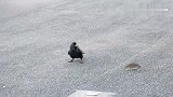乌鸦捉弄老鼠去啄老鼠尾巴，老鼠很生气开始回击
