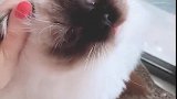 猫：铲屎官揪我脸干嘛啊，我在帮你抓老鼠呢！