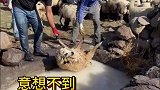 给羊羔洗澡，结果意想不到
