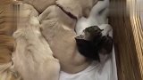 被一群小奶狗压得动弹不了的猫咪：劳资要出去